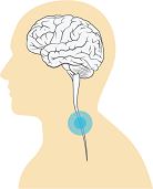 VNS delivers stimulation to the vagus nerve